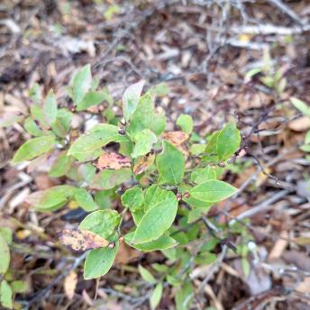 Vaccinium Angustifolium leaf